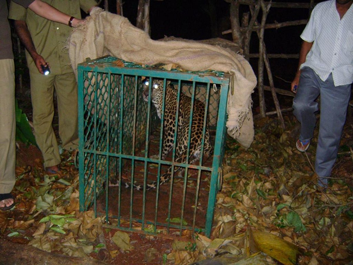 The leopard trapped at Dhave-Sattari.    Photo by Ashraf Khan