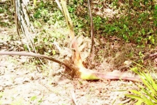 The rise of wildlife encounters sparks concern in Saterimal and Nirankal areas