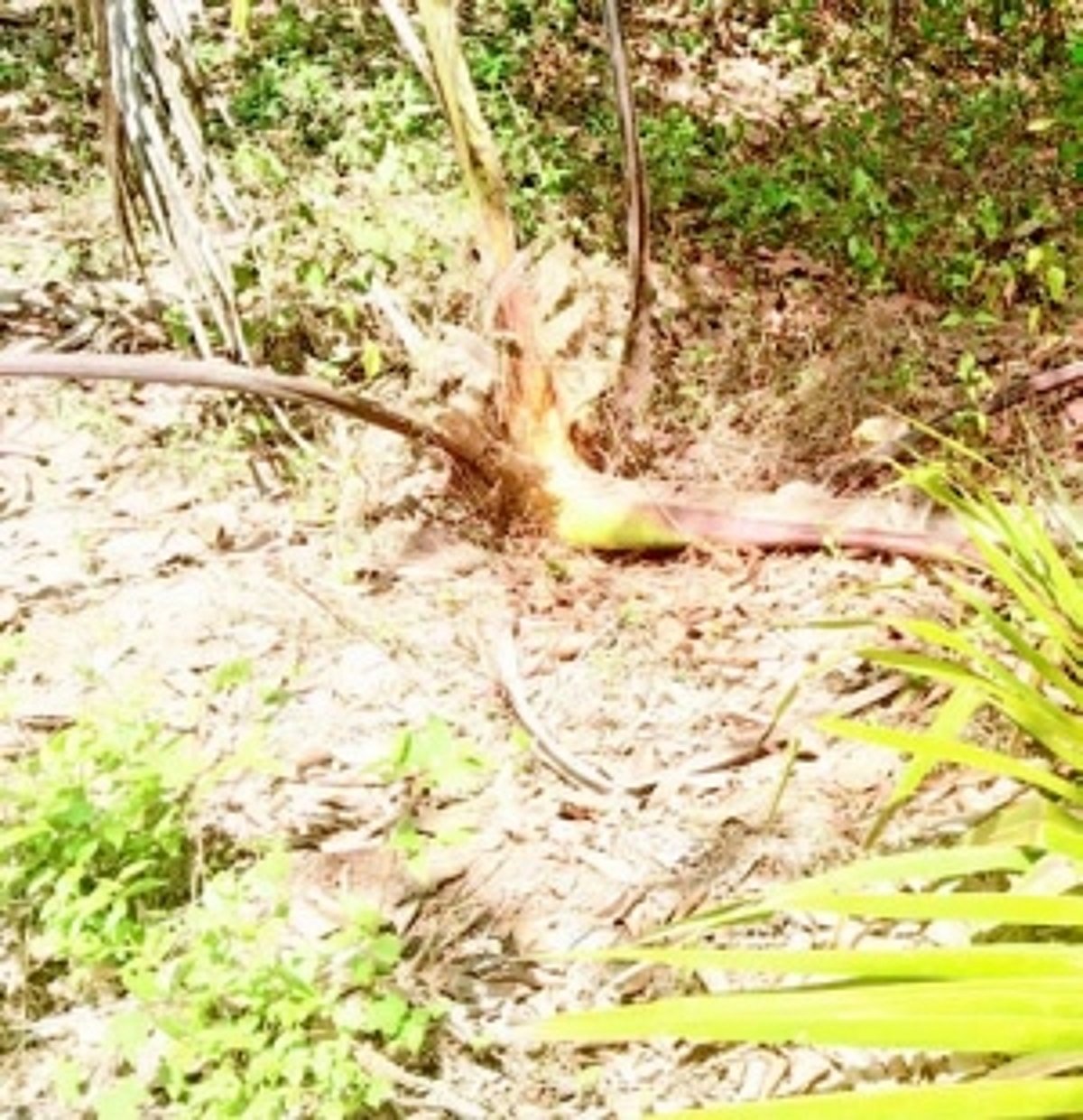 The rise of wildlife encounters sparks concern in Saterimal and Nirankal areas