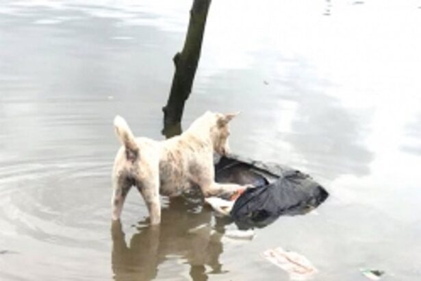 The river waste warrior from Mobor - Anita Fernandes