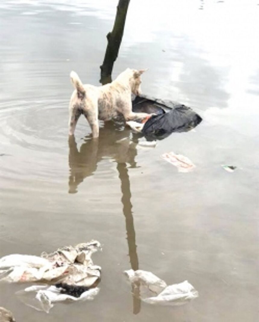 The river waste warrior from Mobor - Anita Fernandes