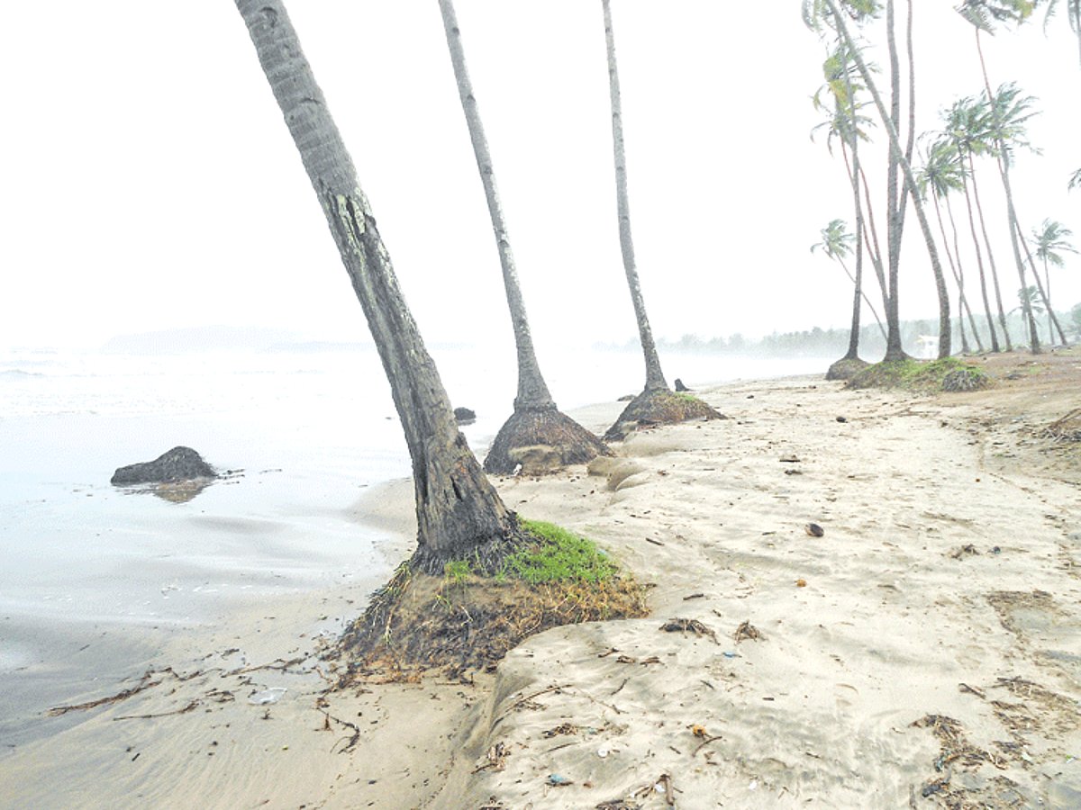 The roots of coconut trees have been exposed due to sand erosion at Agonda beach.