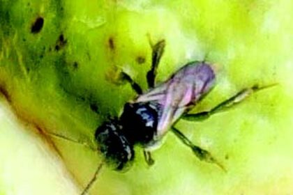 The story of Goa’s stingless bees (Konyatale muha mus)