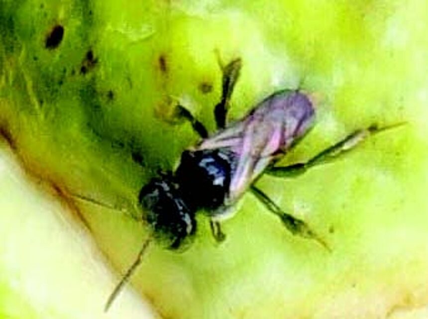 The story of Goa’s stingless bees (Konyatale muha mus) 1 The story of Goa’s stingless bees (Konyatale muha mus)