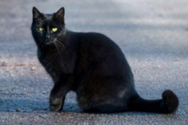 The superstitious beliefs