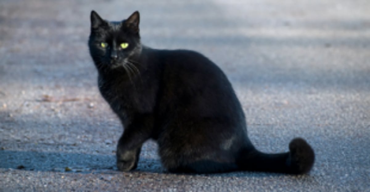 The superstitious beliefs