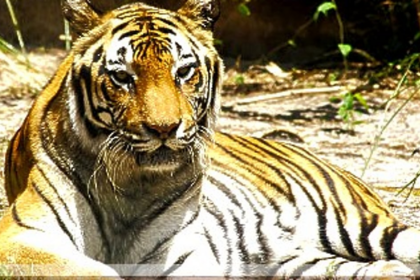 The tiger reserve proposal has been brought to the state's attention