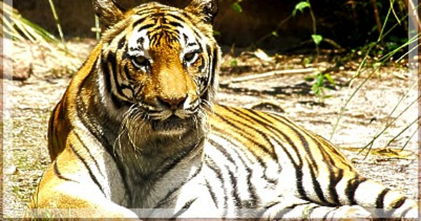 The tiger reserve proposal has been brought to the state's attention