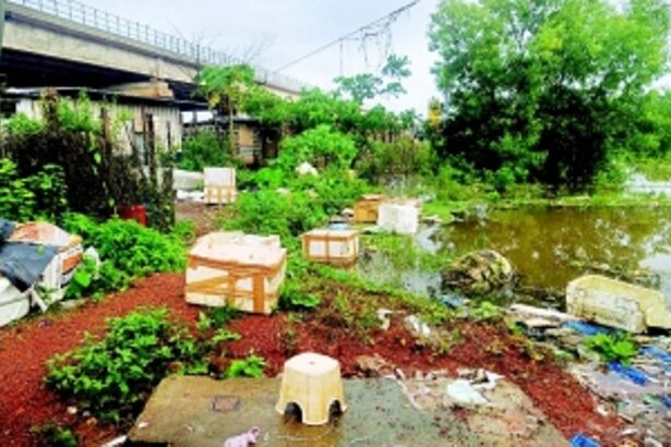 Thermocol waste chokes water bodies and lush green fields near Margao
