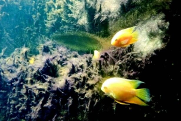 This International Ocean Day let us keep Goa’s coral reefs safe