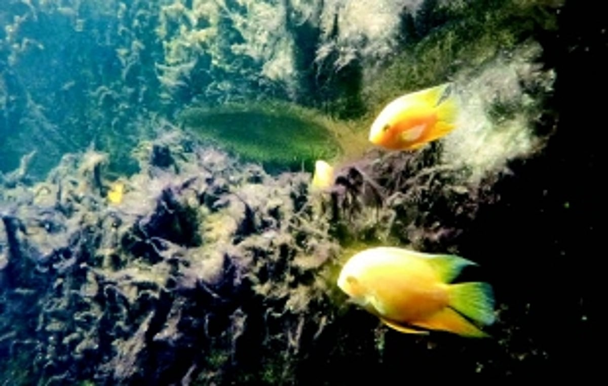 This International Ocean Day let us keep Goa’s coral reefs safe