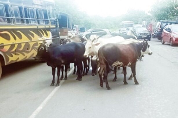 ...This issue also haunts Quepem-Curchorem road  with no authority or owner taking responsibility
