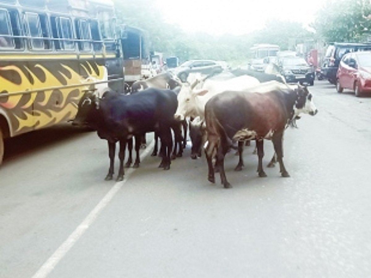 ...This issue also haunts Quepem-Curchorem road  with no authority or owner taking responsibility