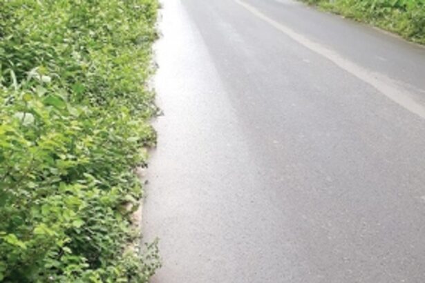 Thorny shrubs by the roadside, a hindrance for pedestrians in Salcete