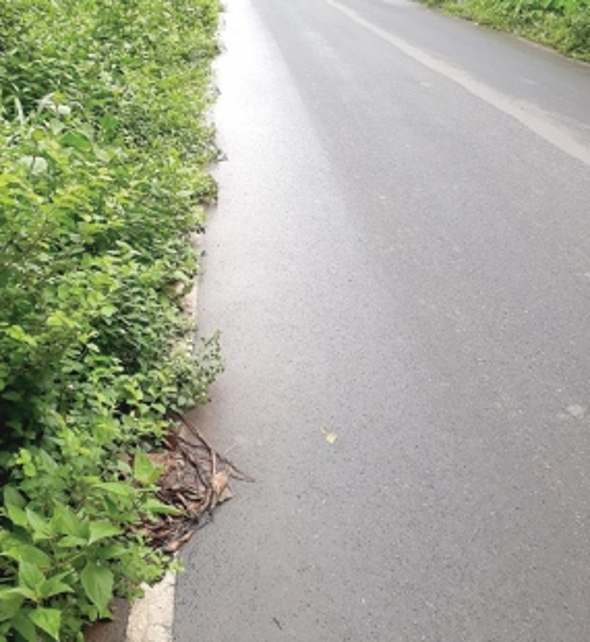 Thorny shrubs by the roadside, a hindrance for pedestrians in Salcete