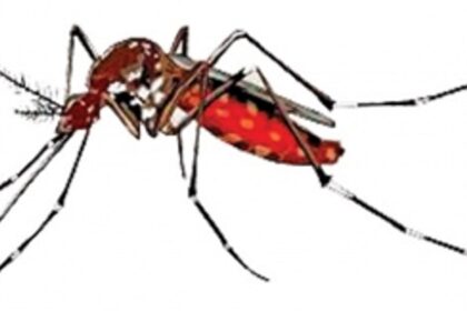 Though on decline, dengue fears abound
