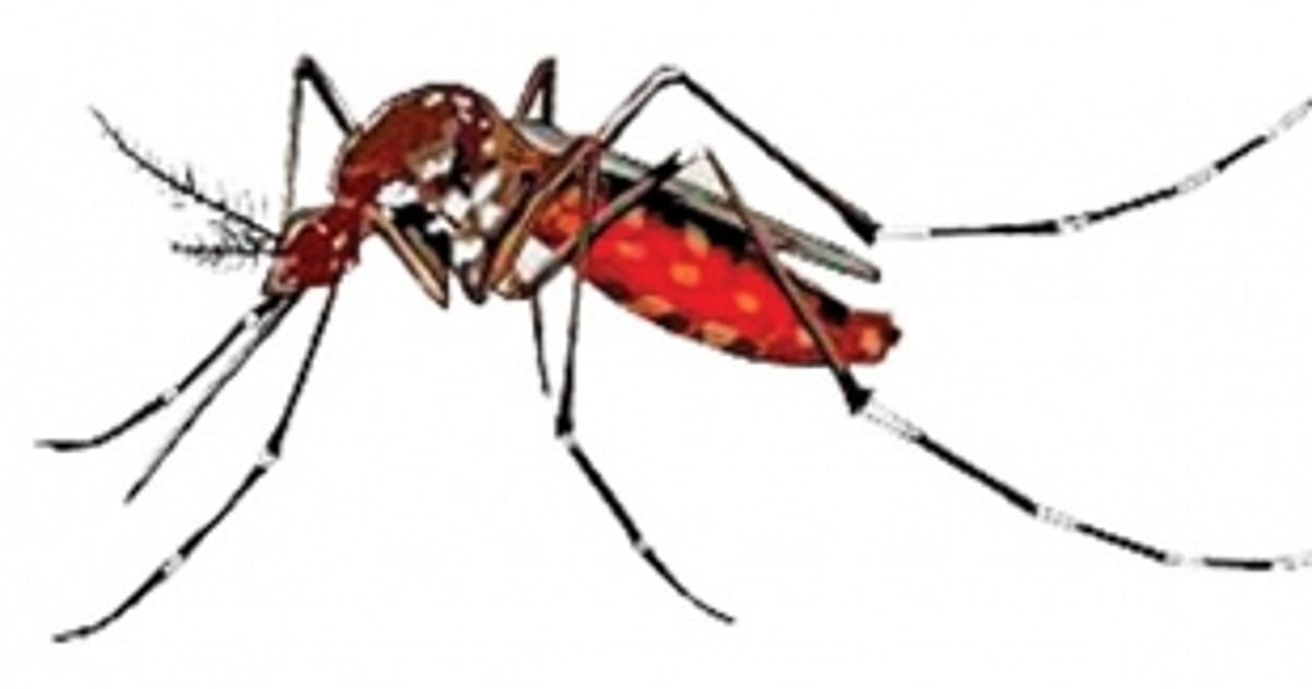 Though on decline, dengue fears abound