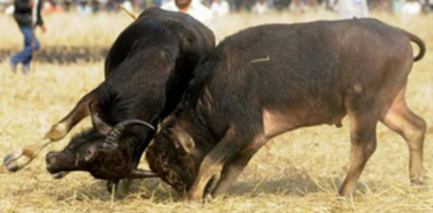 Thousands throng  Seraulim for bullfights