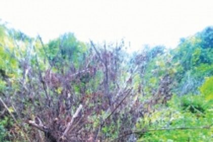 Threat to Mardol Zayo farmers as plantations continue to burn