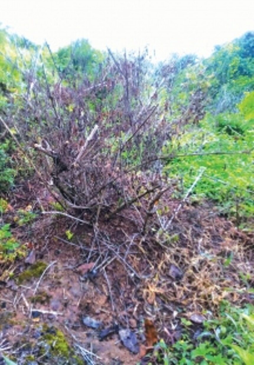 Threat to Mardol Zayo farmers as plantations continue to burn