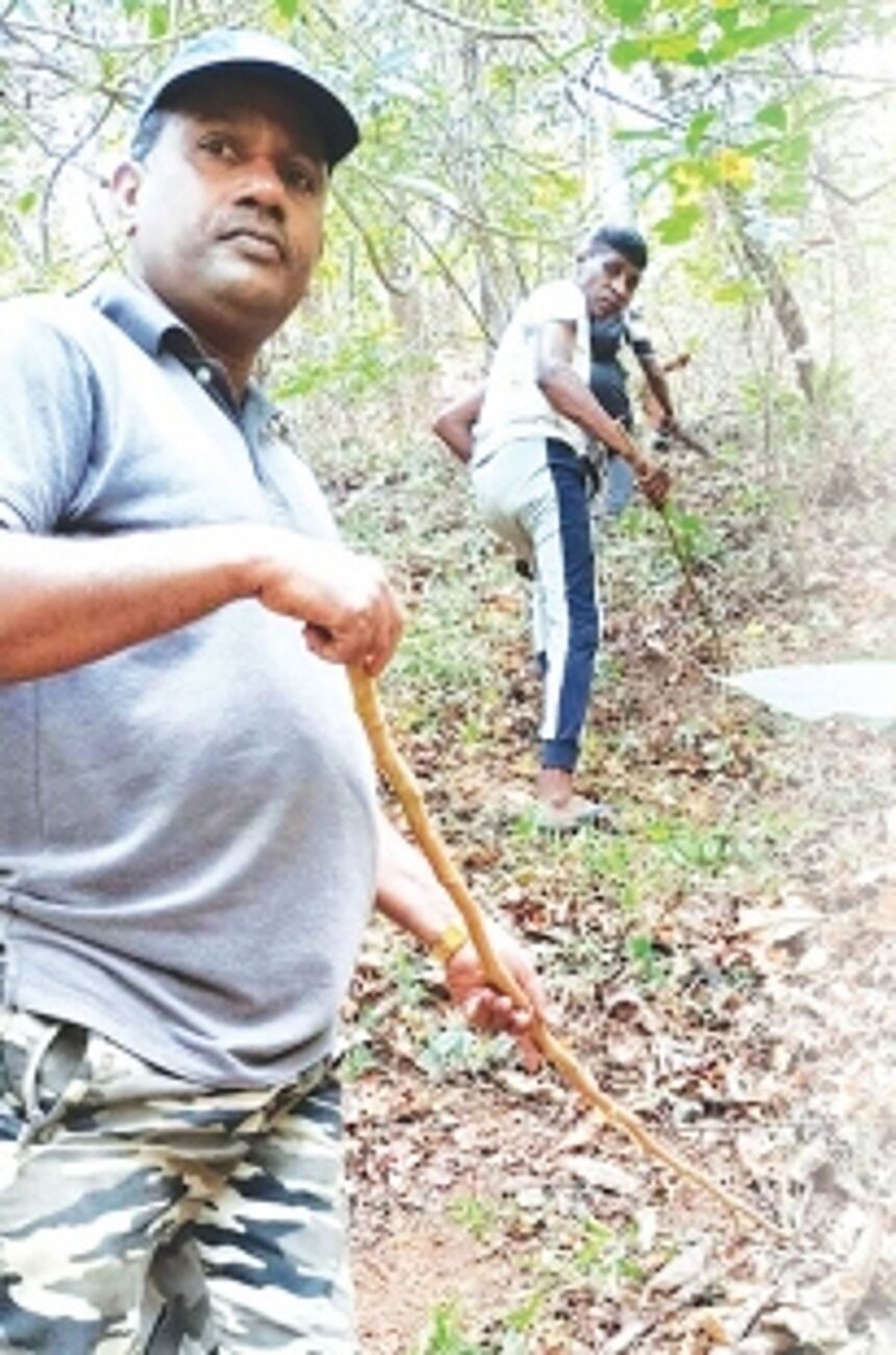 Three fires on densely wooded hill in Netravali village contained by Forest Dept personnel