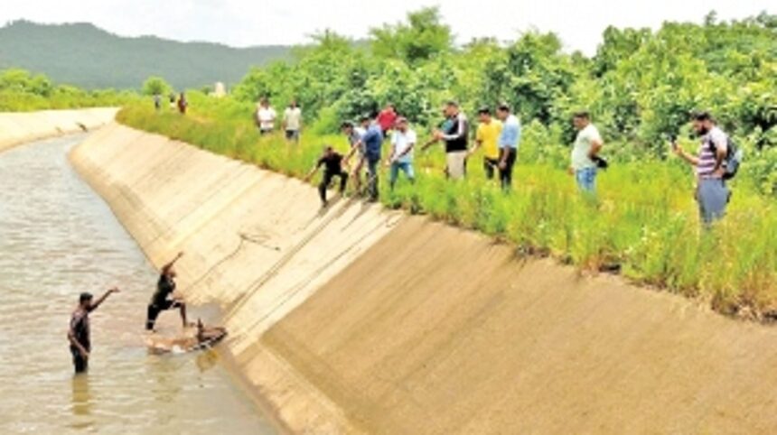 Three gaurs rescued from Tillari canal 1 Three gaurs rescued from Tillari canal
