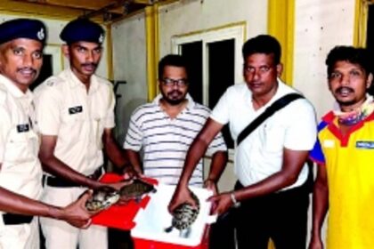 Three semi-aquatic terrestrial turtle species rescued at Colva