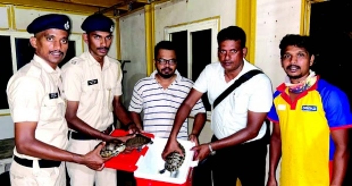 Three semi-aquatic terrestrial turtle species rescued at Colva