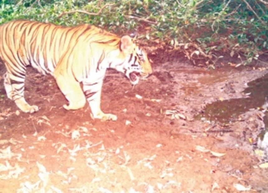 Tiger also roars at Bhagwan Mahaveer National Park