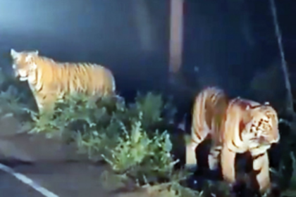 Tiger footage could boost  Save Mollem movement
