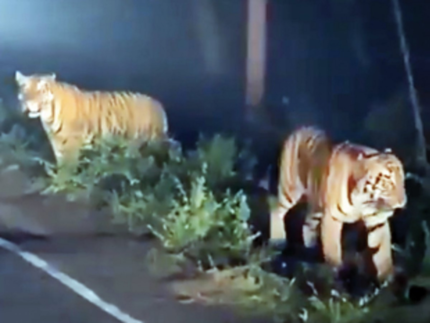 Tiger footage could boost Save Mollem movement 1 Tiger footage could boost Save Mollem movement