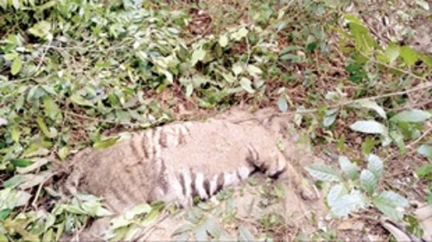 Tiger found dead in Mhadei wildlife sanctuary 1 Tiger found dead in Mhadei wildlife sanctuary