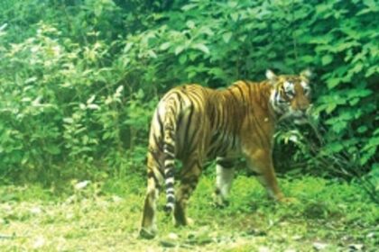 Tiger spotted in Surla