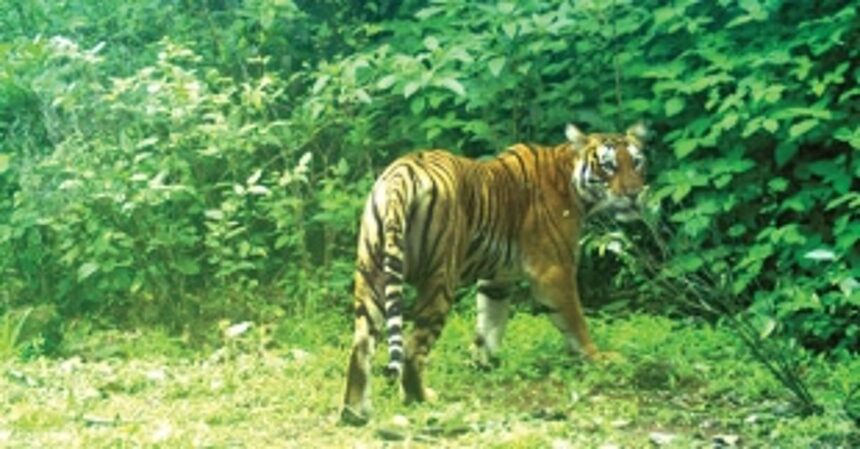 Tiger spotted in Surla