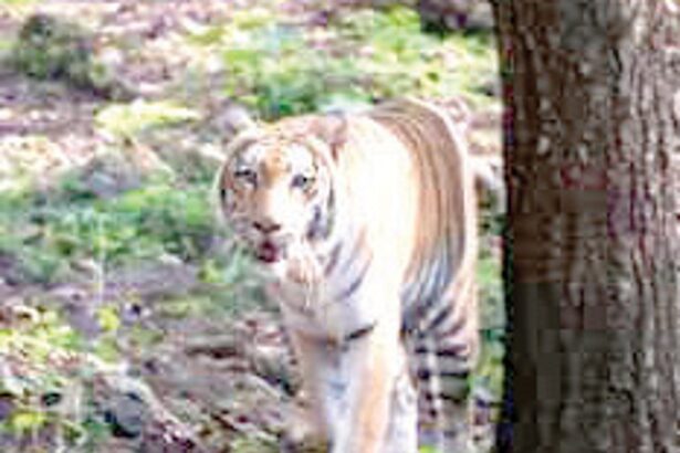 Tigress Sandhya is dead