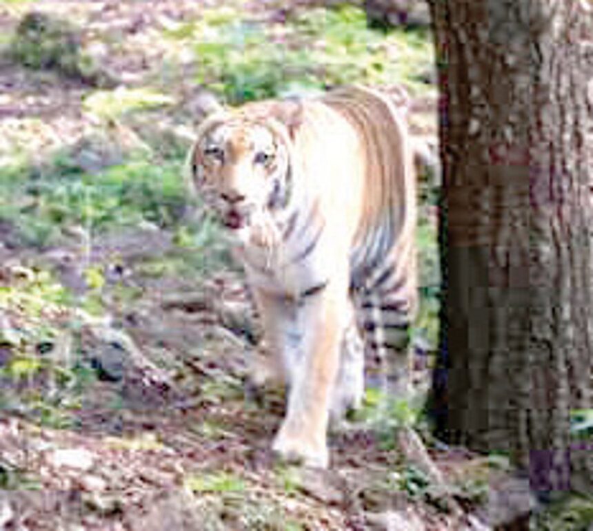 Tigress Sandhya is dead
