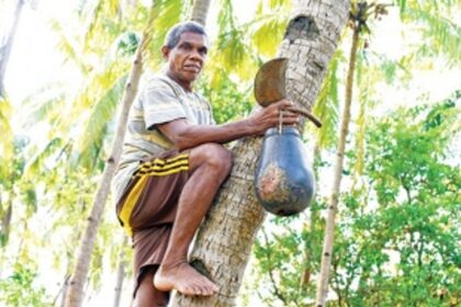 Time to rescue  coconut feni  from the sick bay