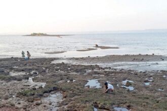 Tisreos (clams) missing from Chicalim Bay, local community disappointed