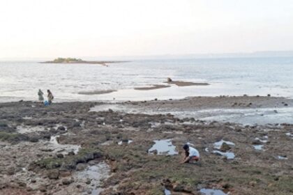 Tisreos (clams) missing from Chicalim Bay, local community disappointed