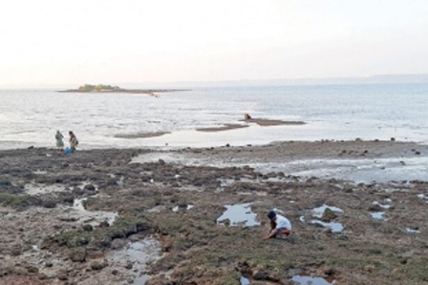 Tisreos (clams) missing from Chicalim Bay, local community disappointed