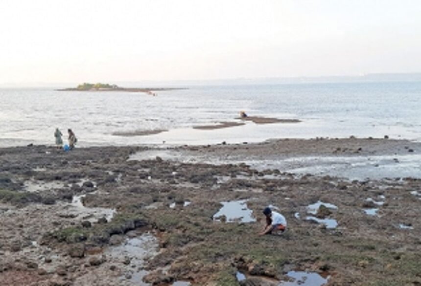 Tisreos (clams) missing from Chicalim Bay, local community disappointed