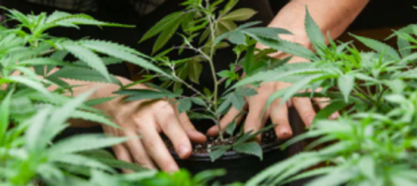 Tivim local held for  growing cannabis  at his residence