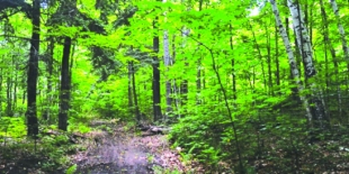 To aid development, State may ‘split’ villages that are only partly eco-sensitive