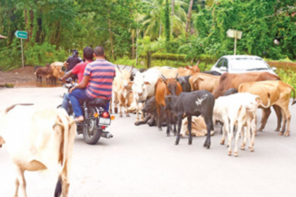 To avert road accidents,  Chinchinim panchayat appeals to govt for funds to set up cattle pound