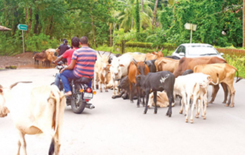 To avert road accidents,  Chinchinim panchayat appeals to govt for funds to set up cattle pound