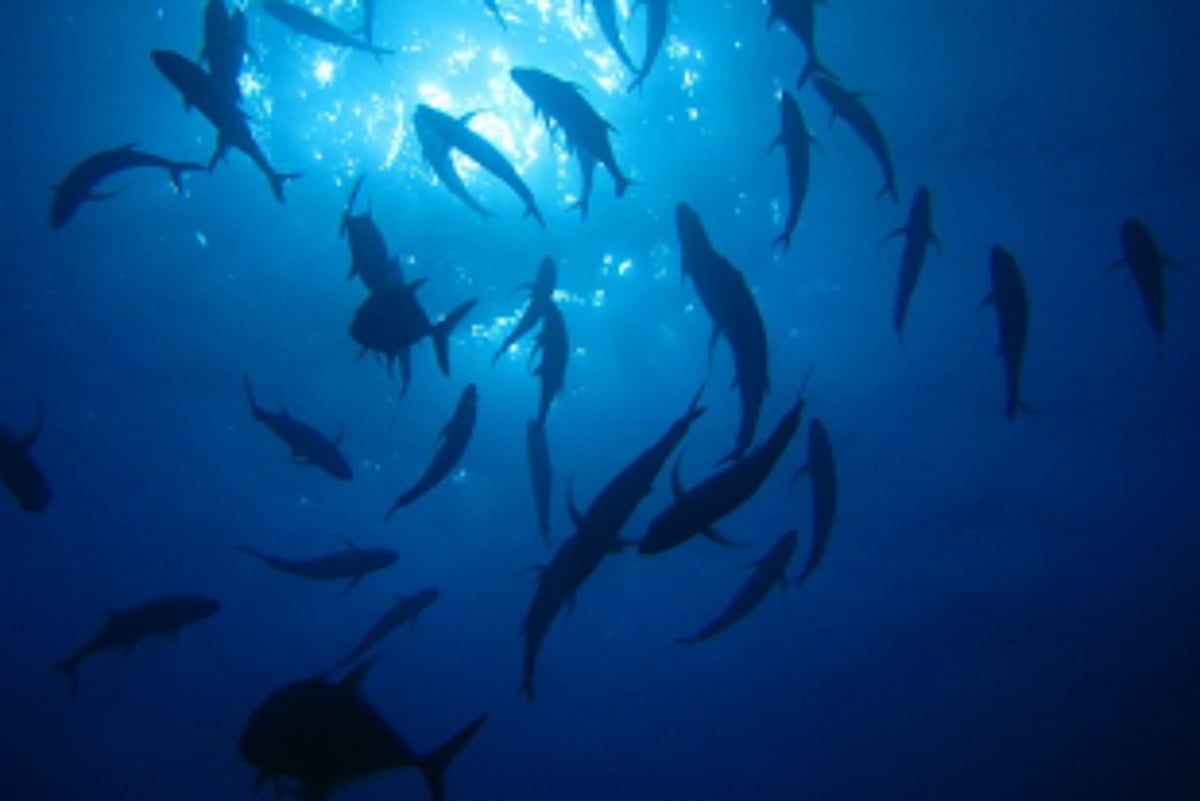 To conserve marine life, Govt forms Marine Ranges