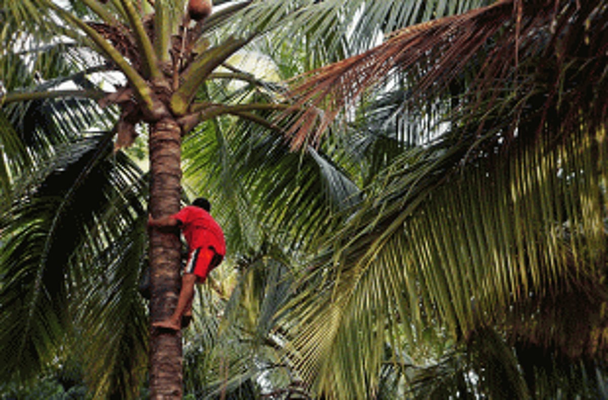 Toddy tappers’ body implements stricter rules for caste certificates