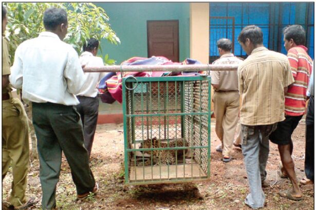 (Top) Forest workers transport the leopard in a cage to the Hathipal Rescue Centre at Cotigao (above) Ranghavati Velip undergoes treatment at Canacona Community Health Centre.