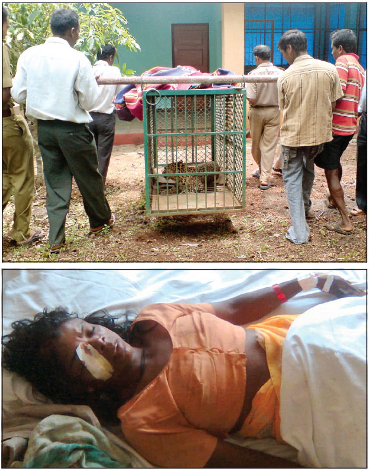 (Top) Forest workers transport the leopard in a cage to the Hathipal Rescue Centre at Cotigao (above) Ranghavati Velip undergoes treatment at Canacona Community Health Centre.