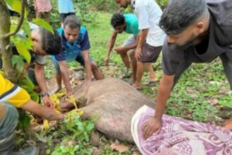 Touching tale of efforts to rescue Sambar at Ustem